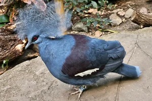 Kroonduif