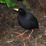 Black Crake