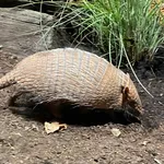 Yellow Armadillo