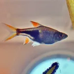Harlequin Rasbora