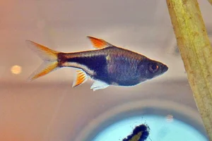 Harlequin Rasbora