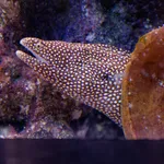 Painted Moray