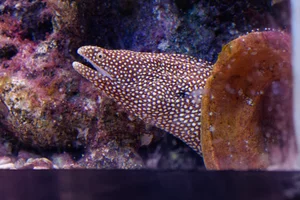 Parelmurene