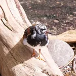 Ruddy Turnstone