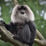 Lion-tailed Macaque