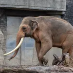 Asian Elephant