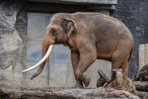 Indische Olifant