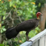 Australian Brushturkey