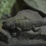 Black-soil Bearded Dragon