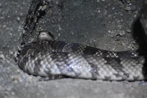 False Water Cobra