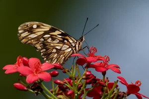 Juno Heliconian