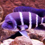 Cyphotilapia gibberosa Takahashi & Nakaya, 2003