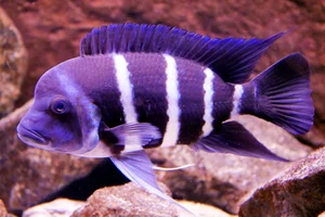Cyphotilapia gibberosa