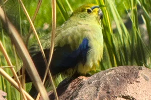 Blauwvleugelparkiet