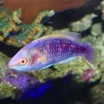 Lubbock's wrasse