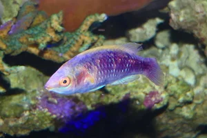 Lubbock's wrasse