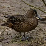 Cinnamon Teal