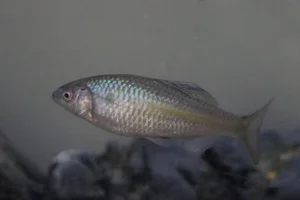 Striped Bitterling