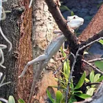 Serrated Casquehead Iguana