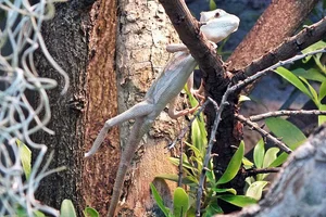Serrated Casquehead Iguana