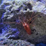 peppermint shrimp