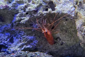 peppermint shrimp