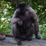 Common Woolly Monkey