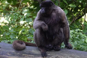 Common Woolly Monkey