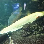 Wels Catfish