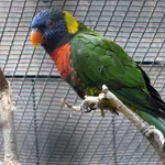 Aru Coconut Lorikeet