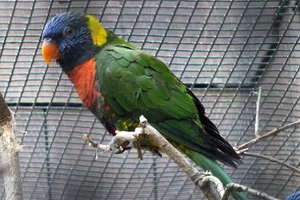 Regenbooglori