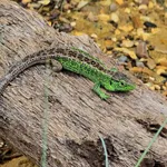 Sand Lizard