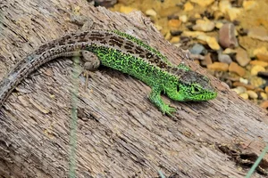 Zandhagedis