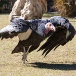 California Condor