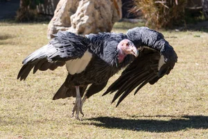 Californische Condor