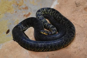 Horseshoe Whip Snake