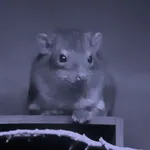Southern Tree Hyrax