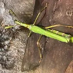 Goliath Stick-insect