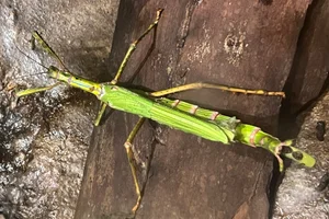 Goliath Stick-insect