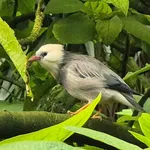 Red-billed Starling