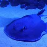 Porcupine Ray