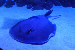 Porcupine Ray