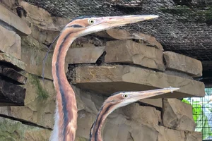 Oostelijke purperreiger