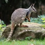 Yellow-footed Rock Wallaby