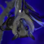 Egyptian Fruit Bat