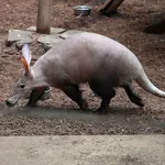 Aardvark
