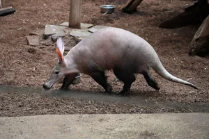 Aardvarken