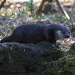 Eurasian Otter