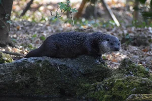Europese Otter