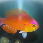 Japanese Splendid Perch